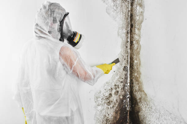 Best Residential Mold Removal  in Gaithersburg, MD